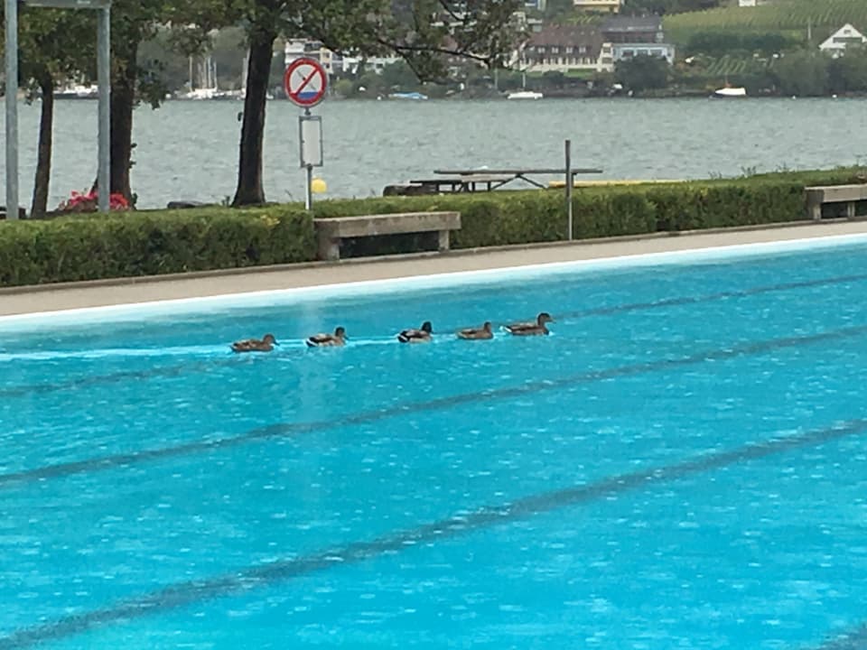 Im Schwimmbad Nidau tummeln sich 5 Enten bei Regenwetter.