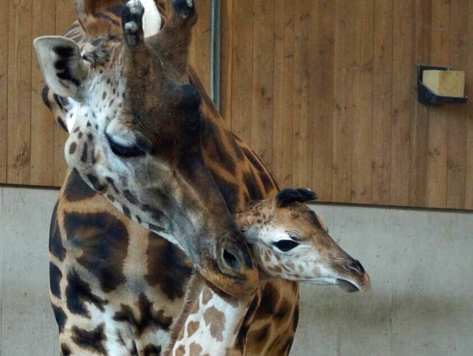 Giraffenbaby Kinderzoo