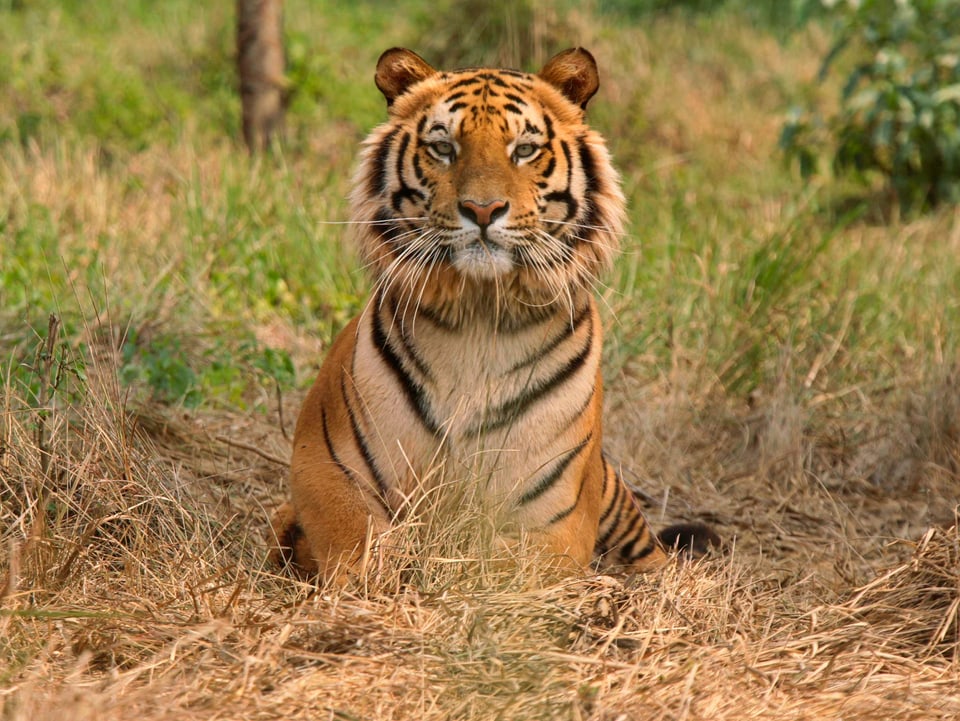 Indischer Tiger, Männchen, sitzen im Gras.