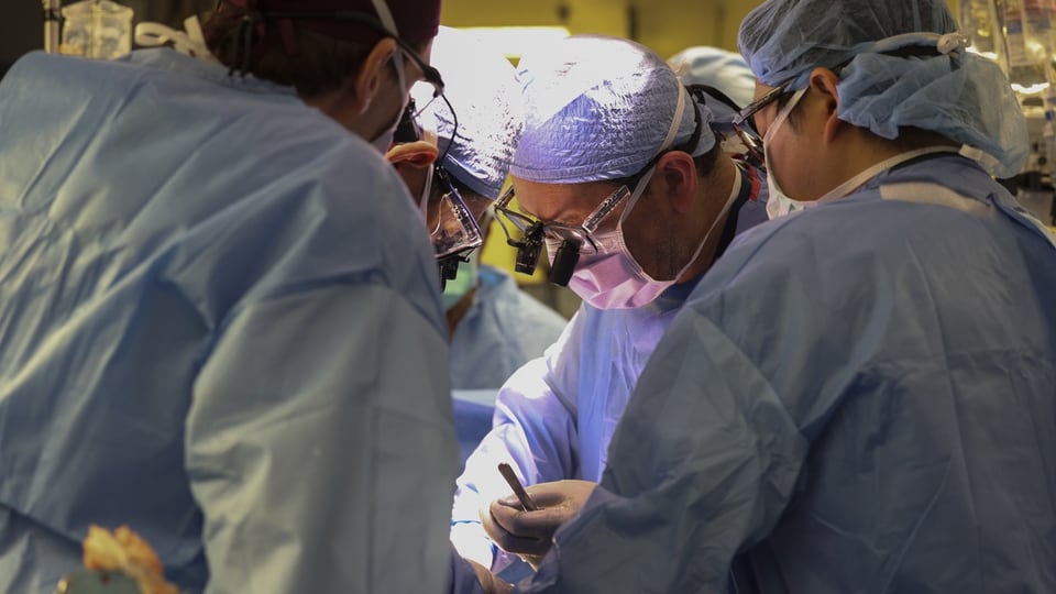 Operation einer transplantierten gentechnisch veränderten Schweineniere in einen lebenden Menschen.