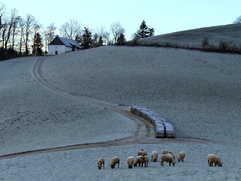 Reif liegt über der Landschaft. Zu sehen sind auch Schafe und ein Bauernhaus. 