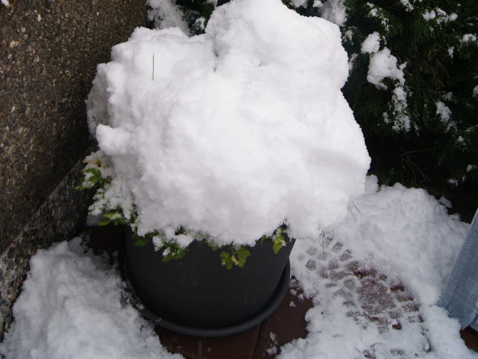 Ein Blumentopf trägt eine Schneehaube. Die Pflanze im Topf ist kaum mehr zu sehen.