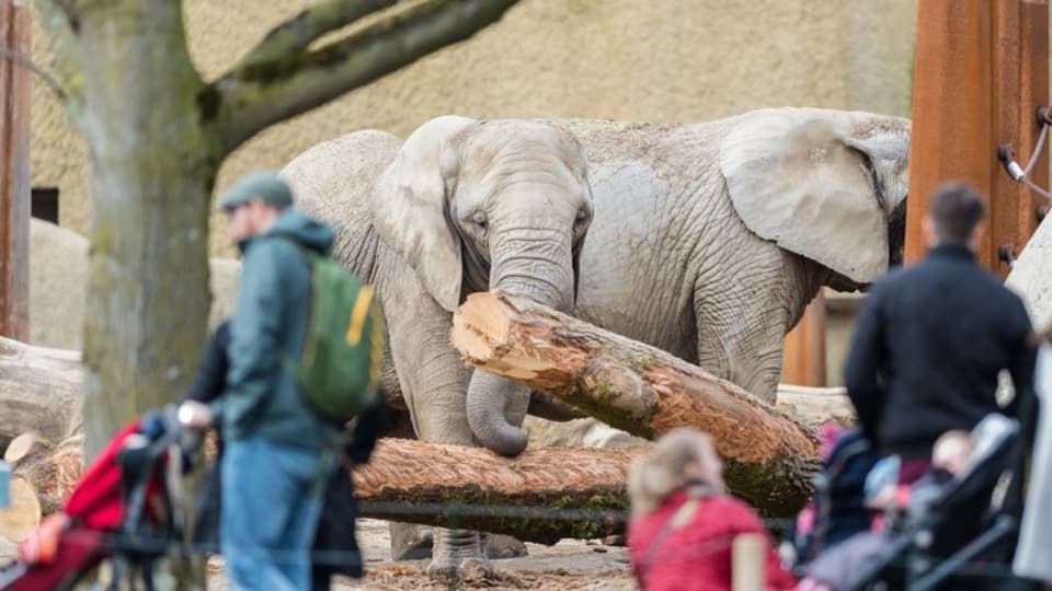 Zwei Elefanten, im Vordergrund Zoobesucher