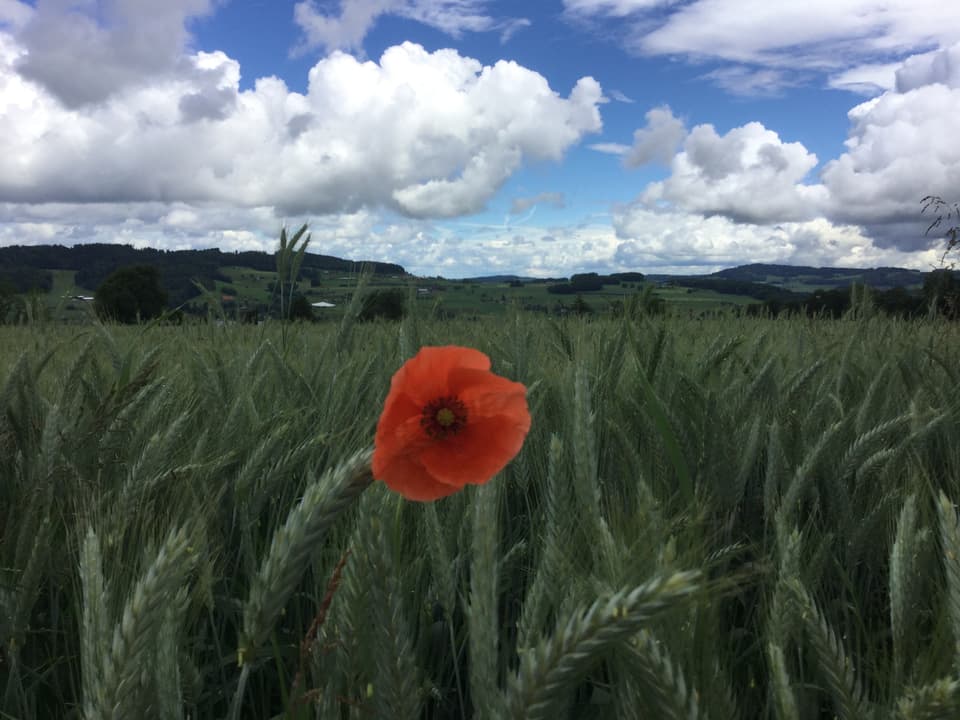 Rote Mohnblume im Weizenfeld. Dahginter Himmel mit weissen kleinen Quellwolken