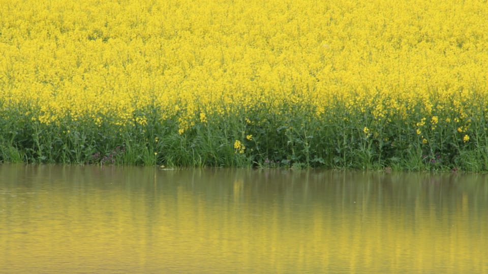 Am 3. Mai standen die Felder im Limpachtal zum Teil unter Wasser.