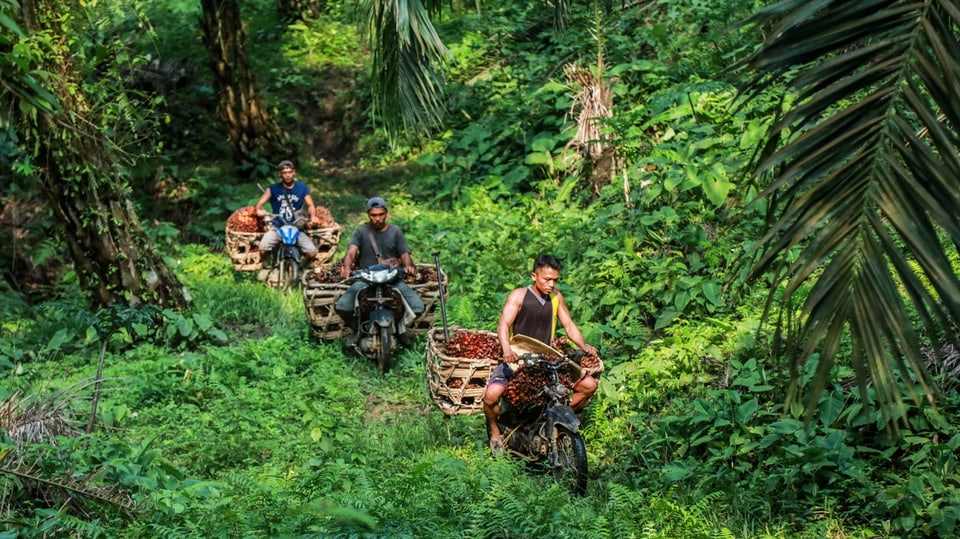 Drei Bauern fahren durch den Dschungel
