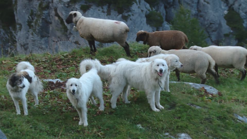 Hunde bewachen Schafe