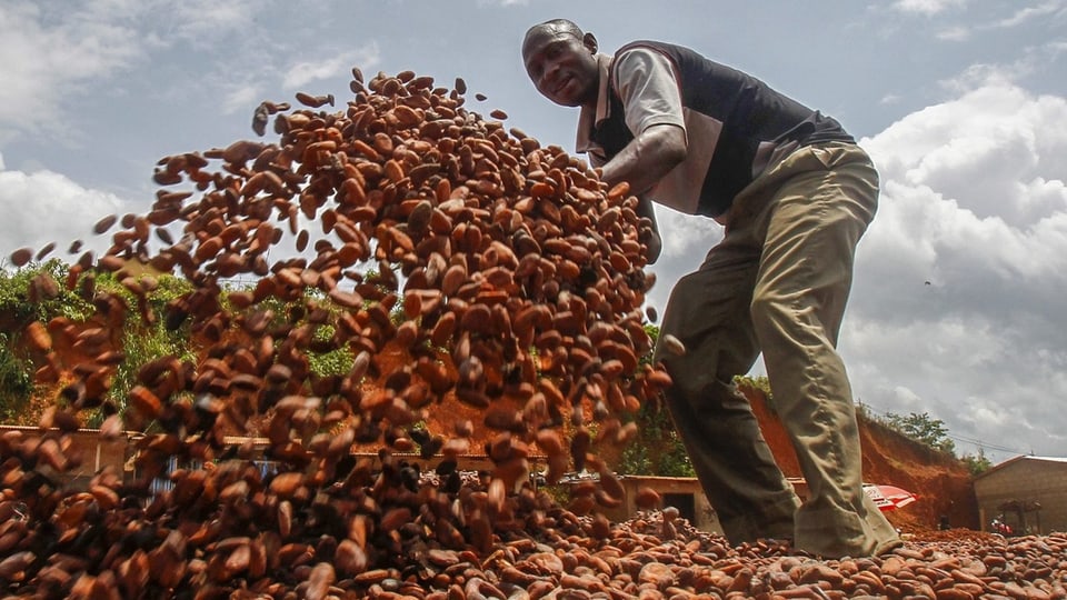 Mann wendet Kakaobohnen