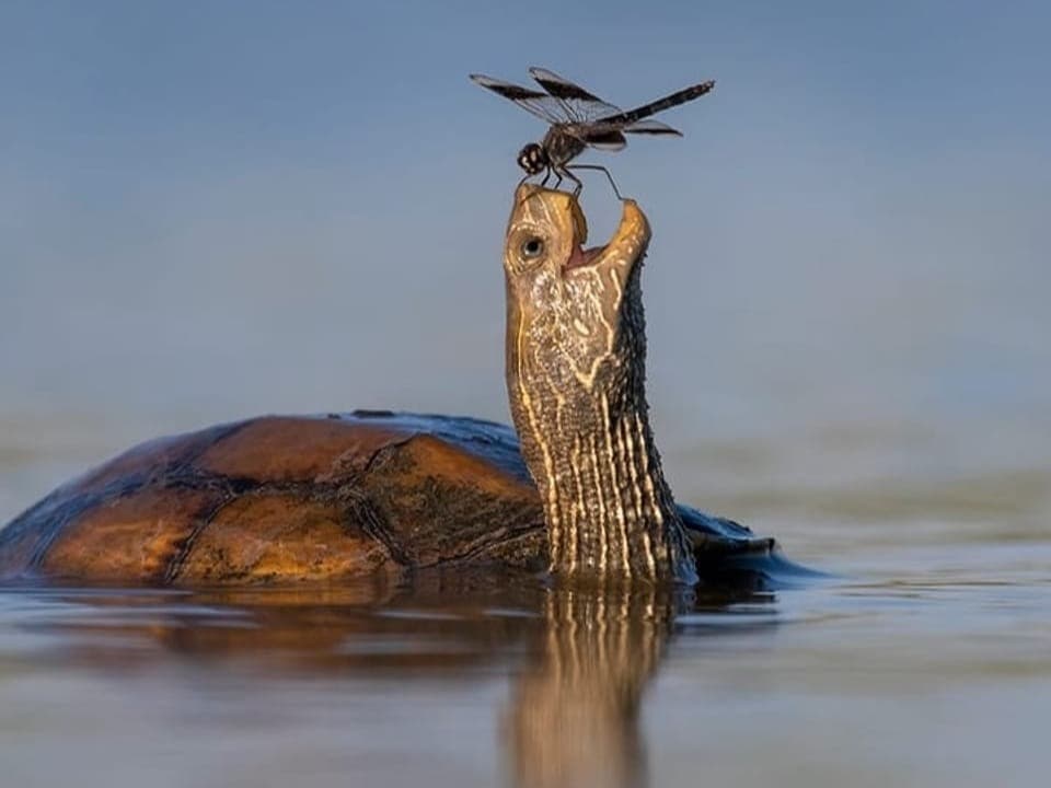 Auf dem Bild ist eine glückliche Schildkröte zu sehen.