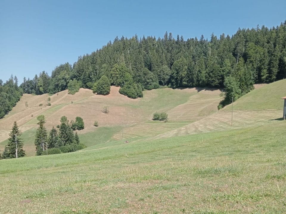 Mehr braun als grün auf den Wiesen der Voralpen.