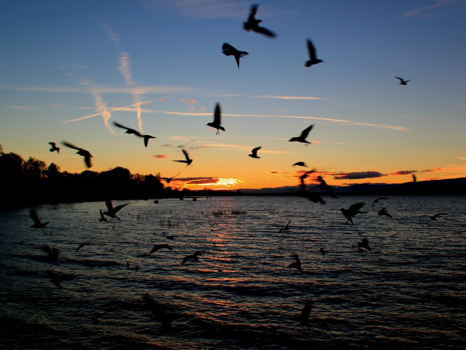 Sonnenuntergang hinter dem Murtensee. Die Möven fliegen tief über dem See und geben ein tolles, dunkles Bild ab.