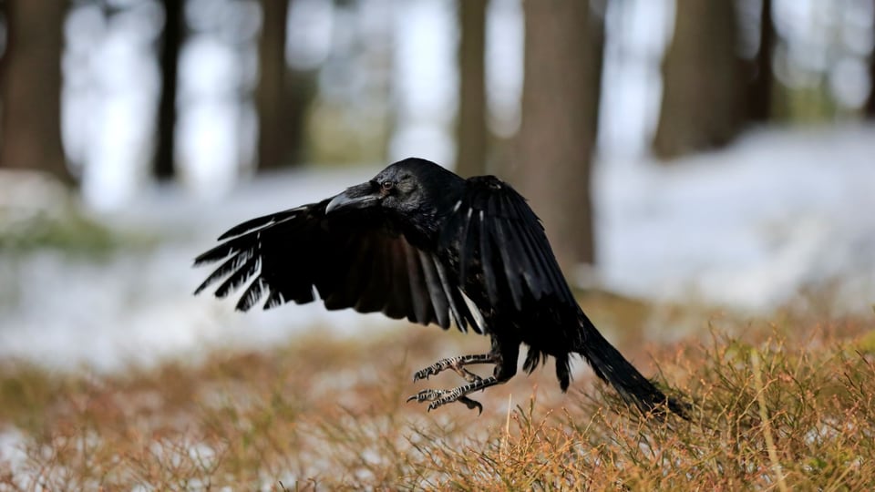 Eine Krähe landet mit ausgebreiteten Flügeln auf dem Waldboden.