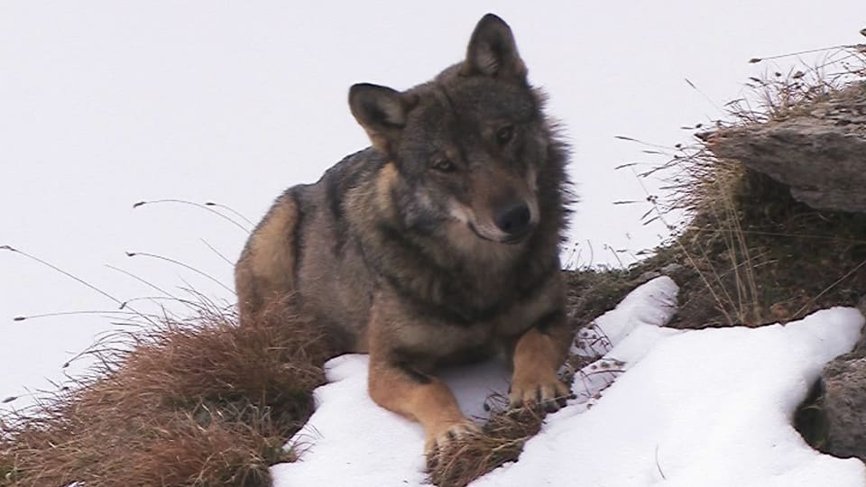 Ein Wolf beobachtet den Fotografen aus sicherer Distanz.