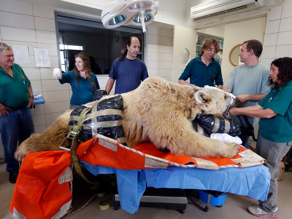 Ein Bär liegt auf einem Operationstisch.