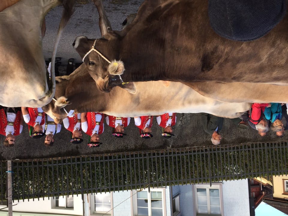 Sennen begutachten die Kühe ihrer Konkurrenten am Strassenrand.