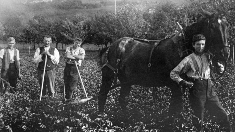 Vier Männer bei der Feldarbeit 1919.