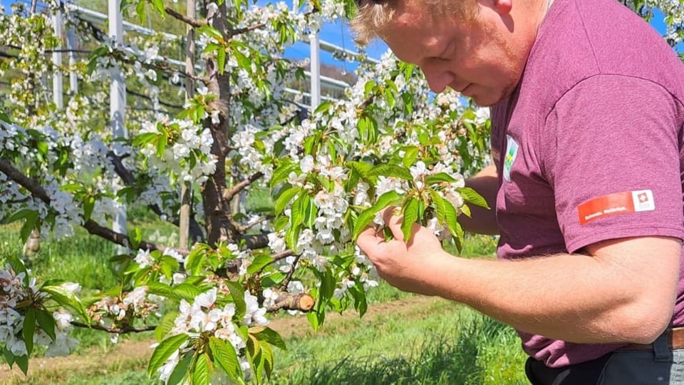 Bauer Marcel Itin untersucht einen Kirschbaum in voller Blüte.