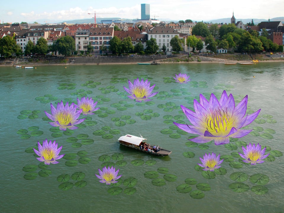 Virtuelle Seerosen auf dem Rhein. Sie umgeben eine Fähre.
