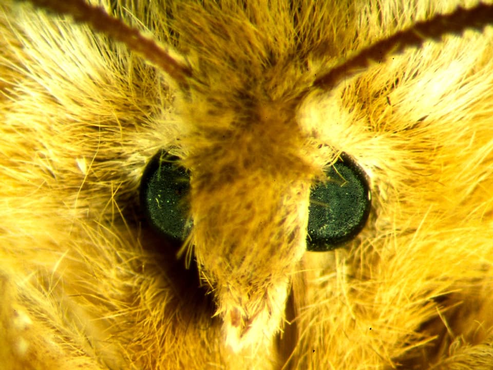 Mikroskopaufnahme von einem Schmetterling namens Nagelfleck.