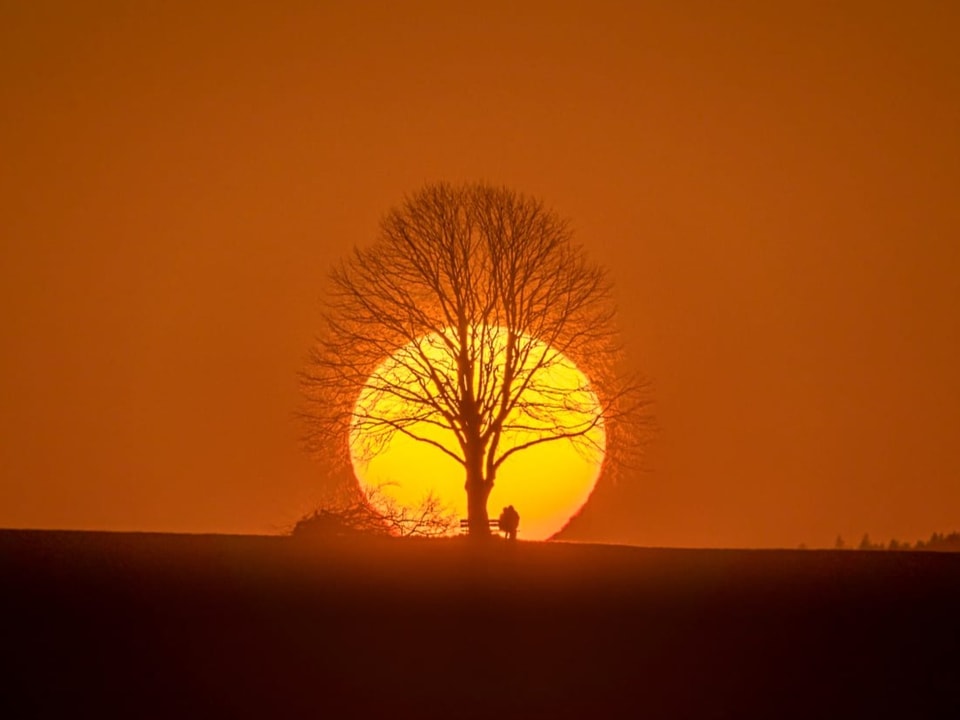 Ein Pärchen unter einem Baum geniesst den farbenprächtigen Sonnenuntergang.