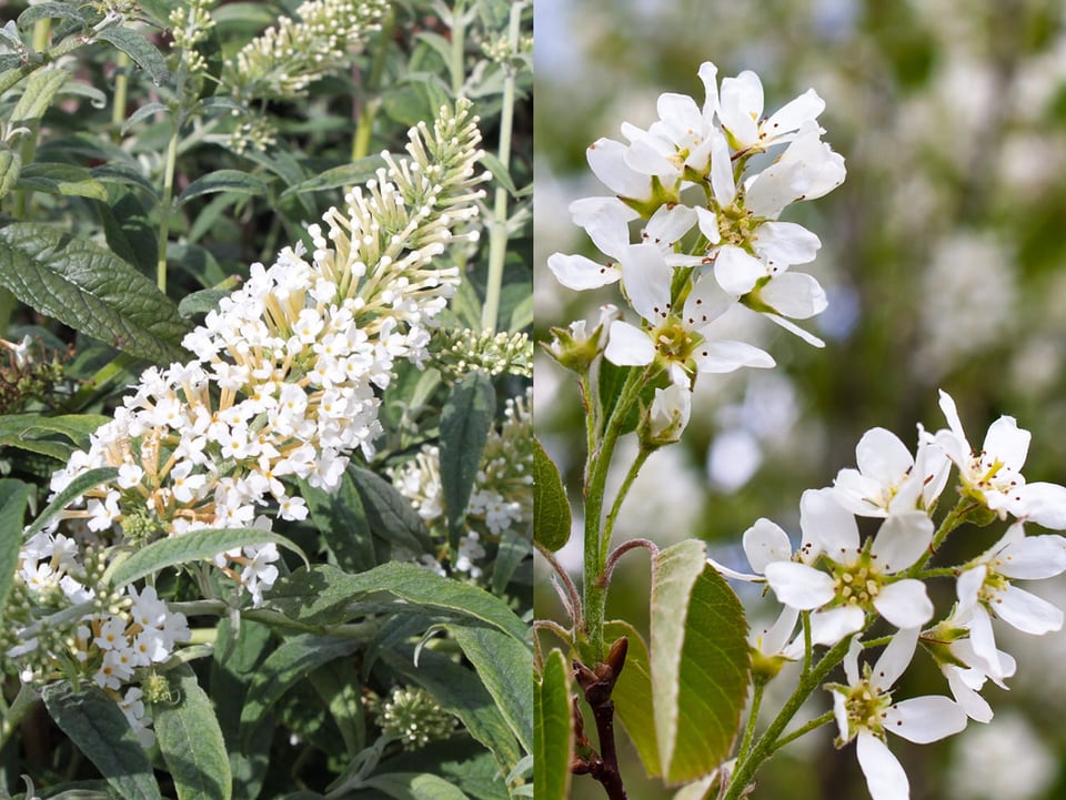 Sommerflieder / Felsenbirne