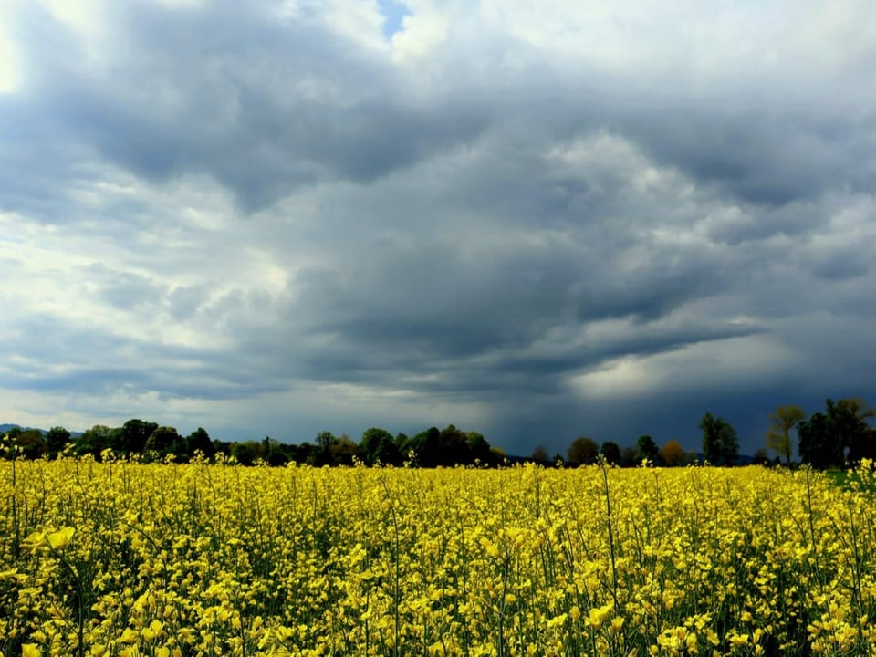 Nachmittag das Rapsfeld glänzt im dunklen Himmel.  