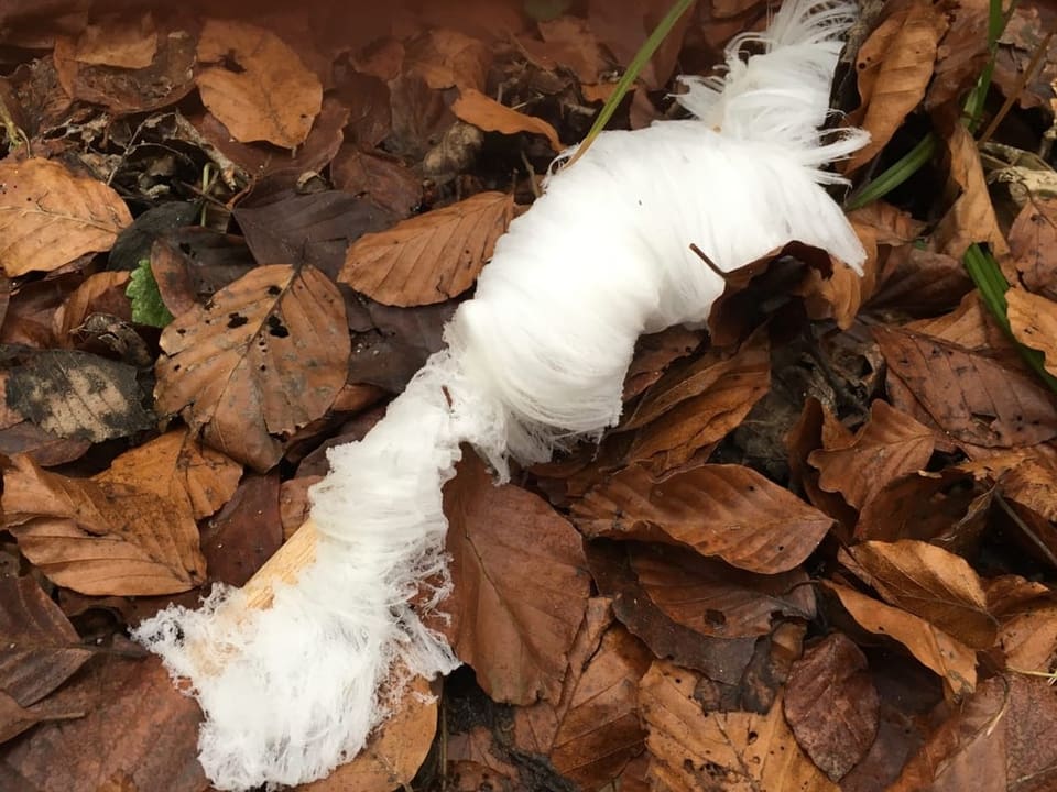 Feine Eisfäden an einem Ast am Waldboden.