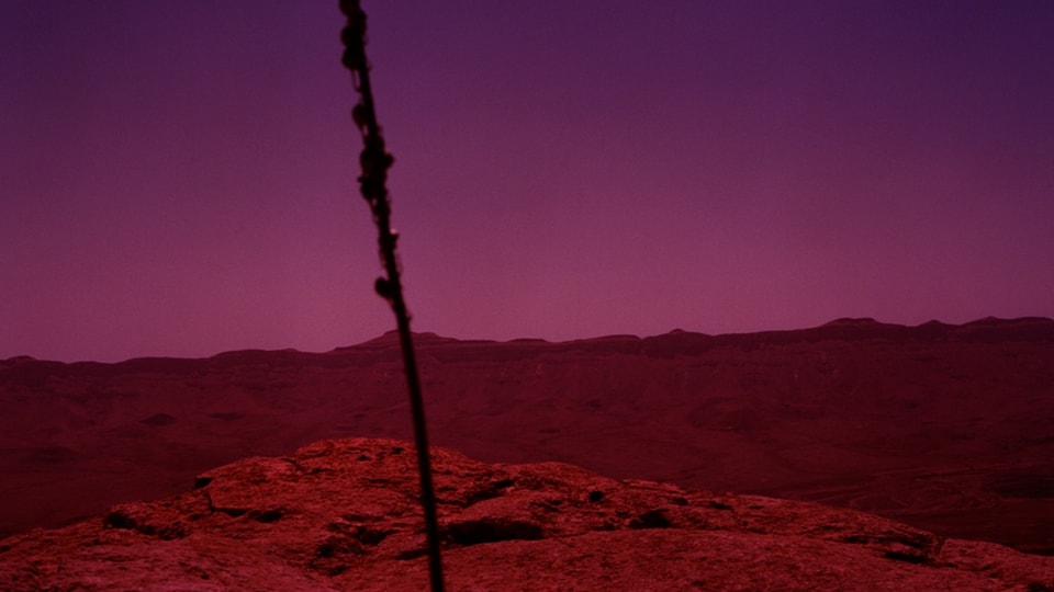 Ein Bild eines Halms vor violetter Wüste