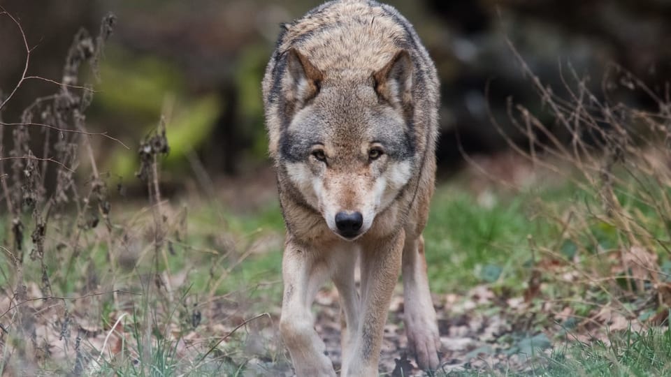 Nationalrat debattiert über Lockerung des Wolfsschutzes