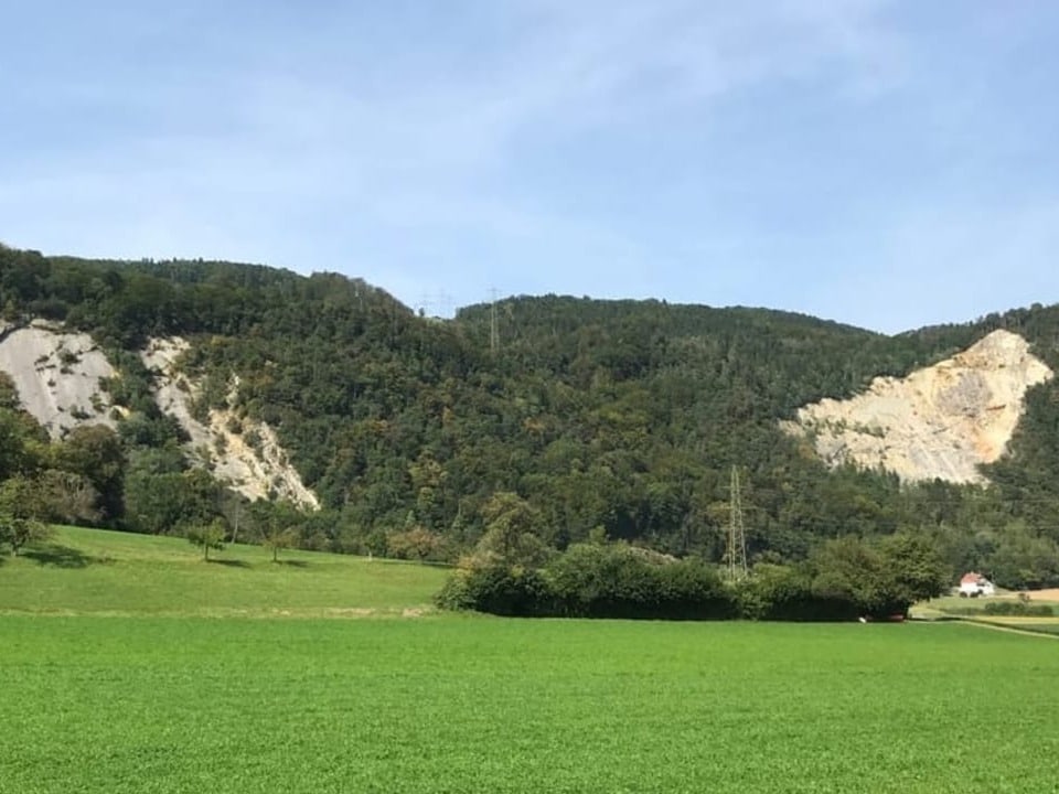 Wald mit Felsen.