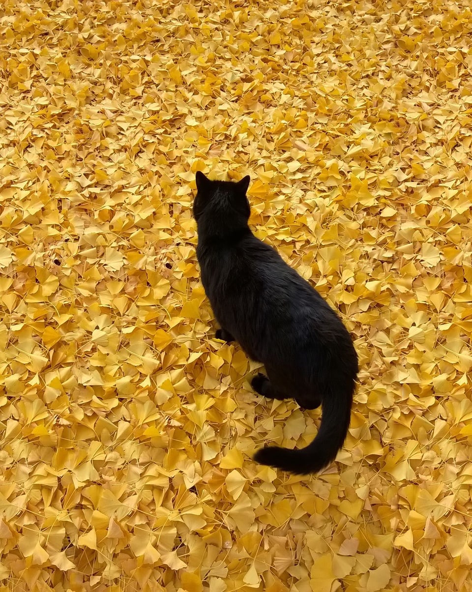 Eine Katze in gelben Blättern.