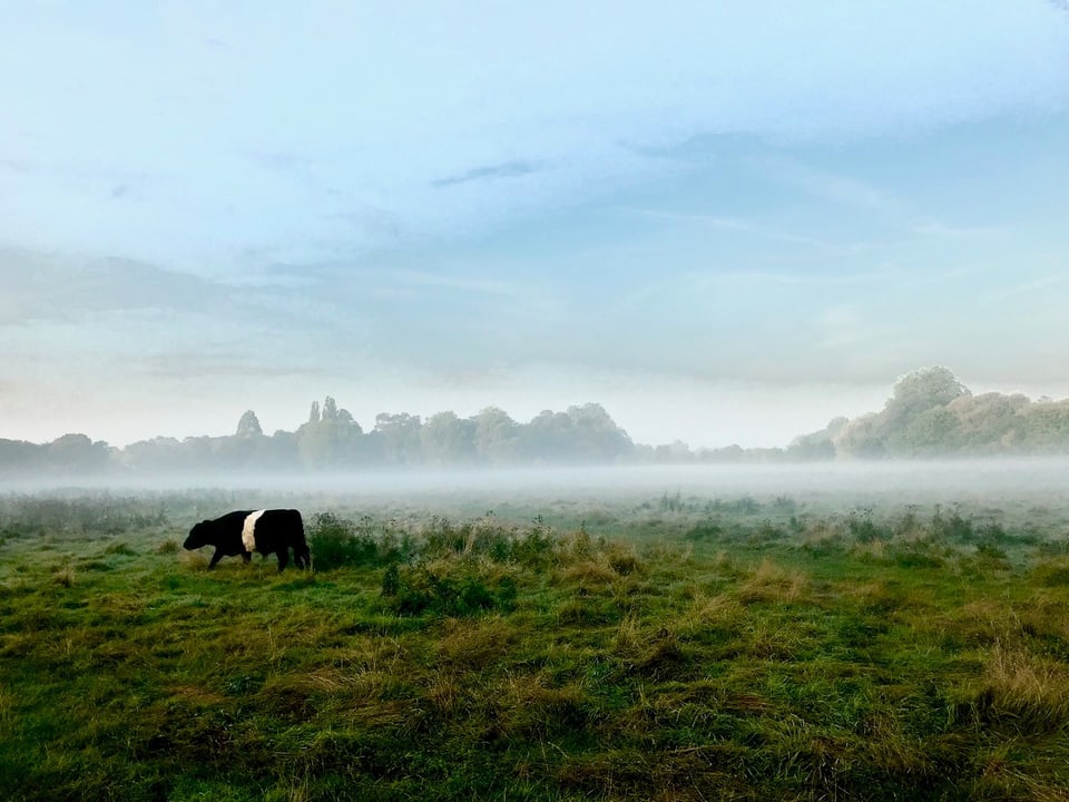 Ein schwarzes Rind mit einem weissen Streifen um den Bauch auf einem Feld, dahinter Nebel und Hügel