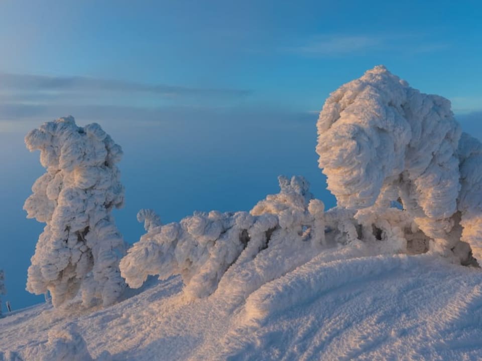 Verschneite Tannen, die kaum zu erkennen sind, weil so viel Eis daran hängt. Oben blauer Himmel. 