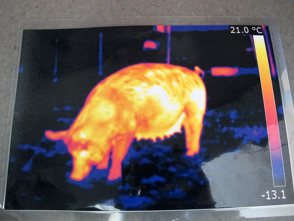 Schwein in Wärmebildkamera.