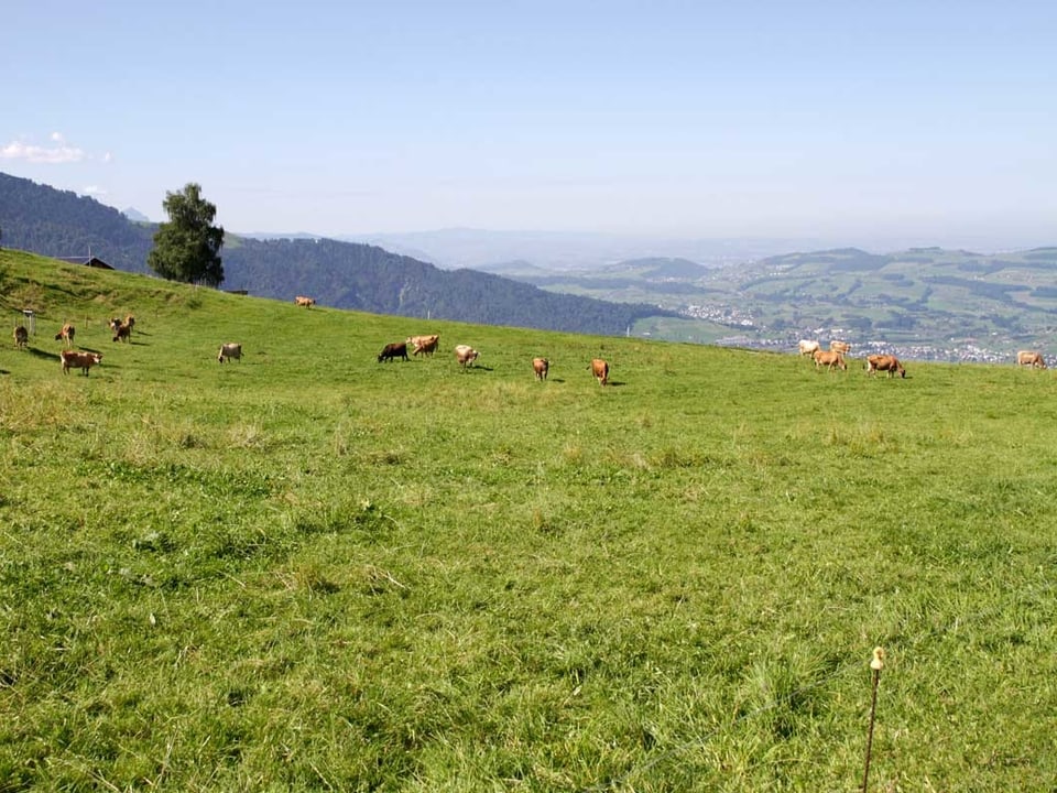 Blick ins Land mit Kühen im Vordergrund.