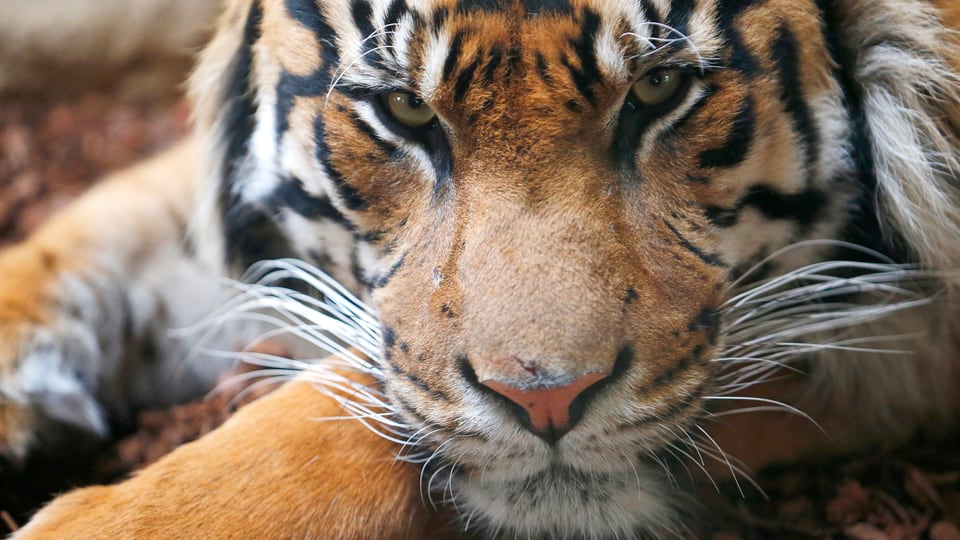 Tiger Löwe Tiger Löwe