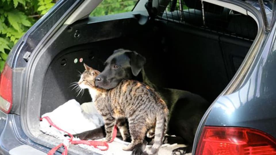 Katze und Hund eng aneinander geschmiegt im Kofferraum eines Autos. 