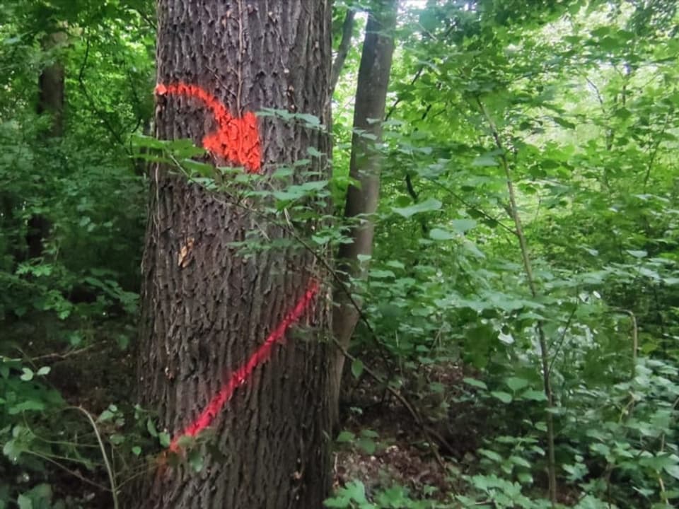 Baum mit Spray-Markierung