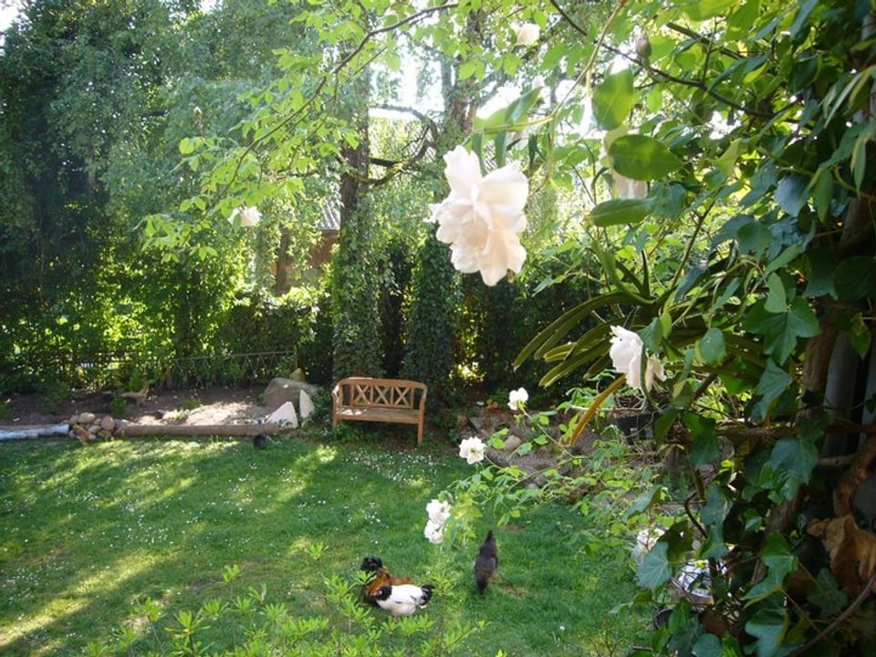 Ein Garten mit Rosen im Vordergrund