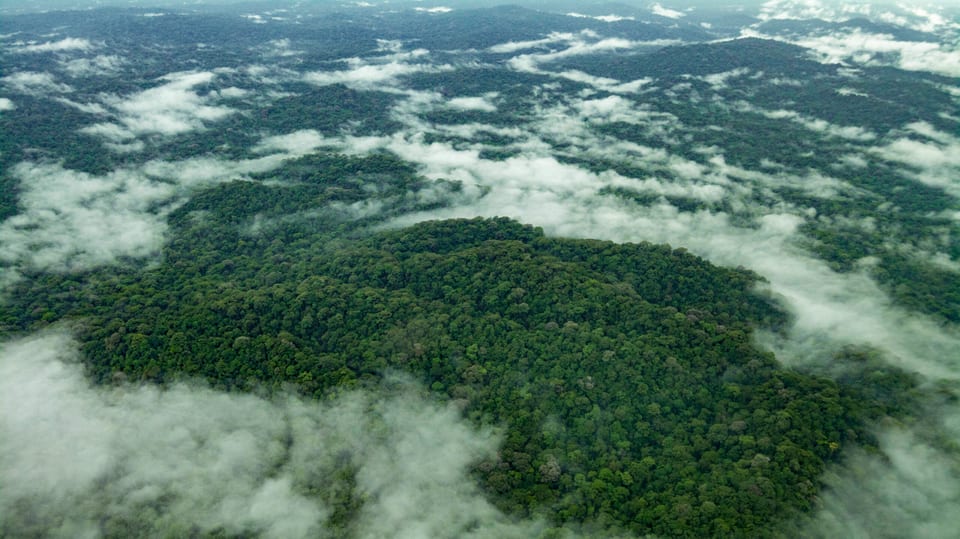 Ein Foto von oben, zeigt den Regenwald von Nicaragua. 