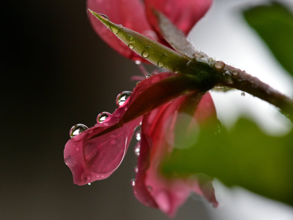 Rosarote Blüte in Grossaufnahme. Es kleben Regentropfen daran. 