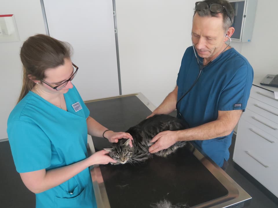 Christoph Kiefer und Praxisassistentin untersuchen eine Katze