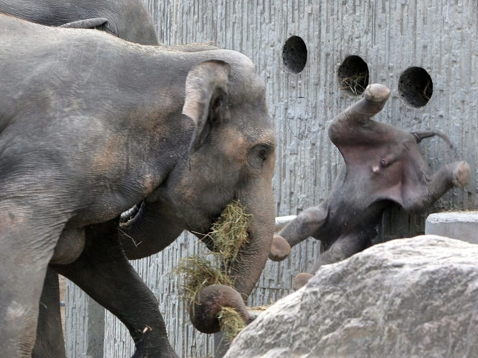 Elefantenvater wirbelt seinen Sohn durch die Luft