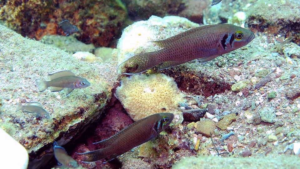 Das Bild zeigt den Neloamprolugus pulcher. Dieser ist der am besten untersuchte kooperativ-brütende Fisch.