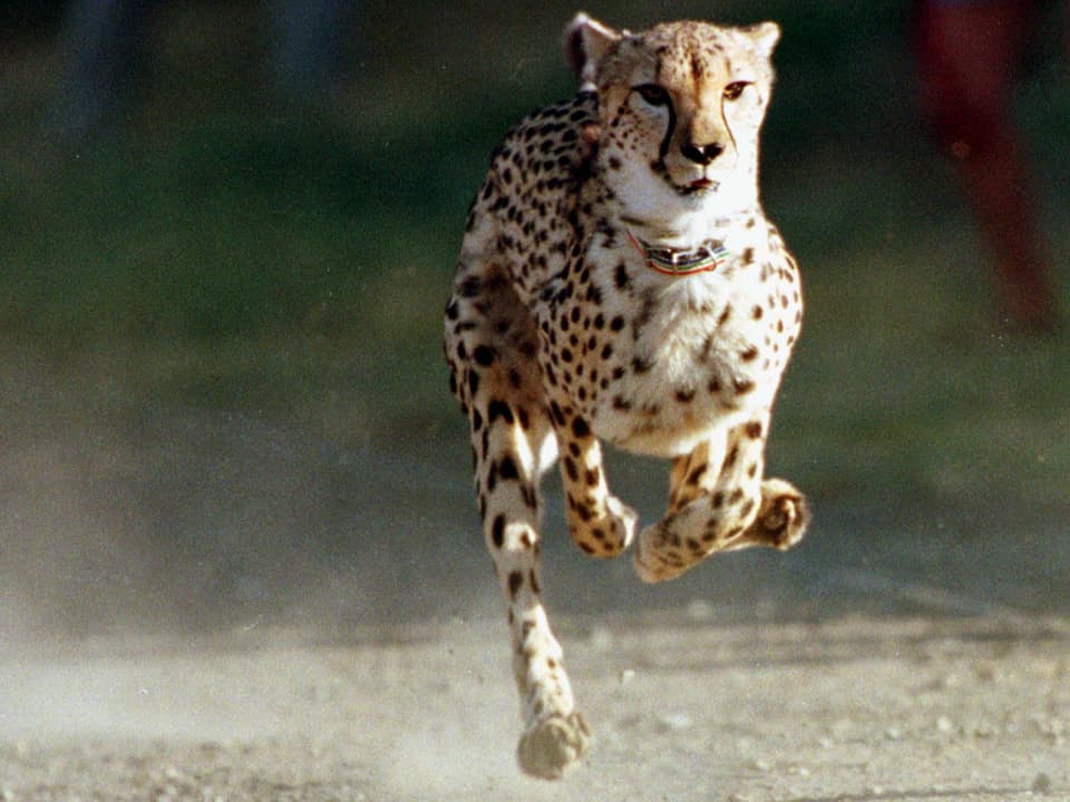 Ein Gepard rennt mit hoher Geschwindigkeit.