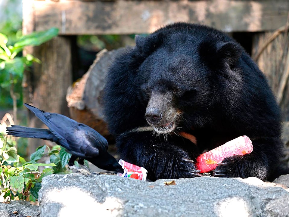 Ein Rabe stibitzt einem asiatischen Schwarzbären von dessen Eisbecher.