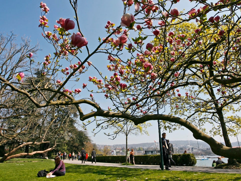 Bühende Magnolie am Ufer des Zürichsees.