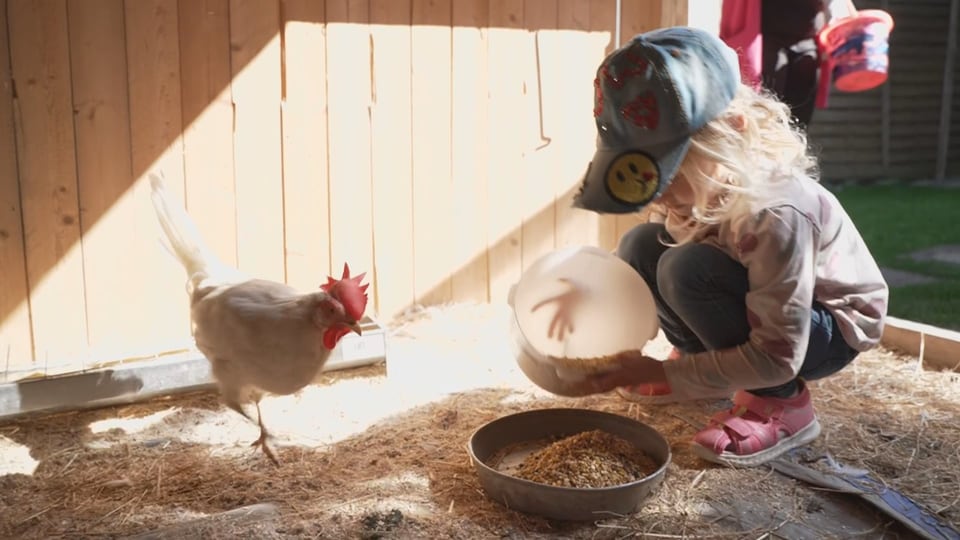 Mädchen leert Hühnerfutter in Schale