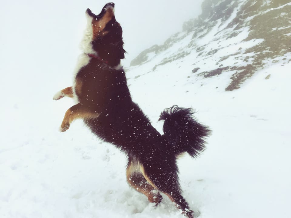Ein Hund steht auf seinen Hinterbeinen im Neuschnee und schnappt nach den Schneeflocken.