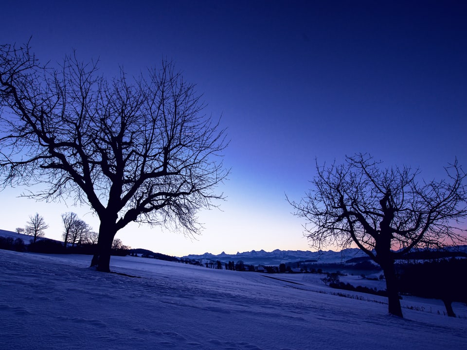 Zwei Bäume stehen auf einer verschneiten Wiese. Am Horizont sind die Berner Alpen klar zu sehen. Der Himmel ist dunkelblau und wolkenlos.